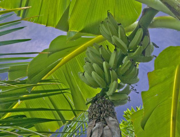 banana1b.jpg