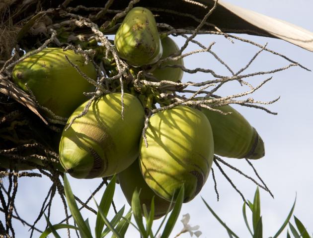 cocoanut1b.jpg