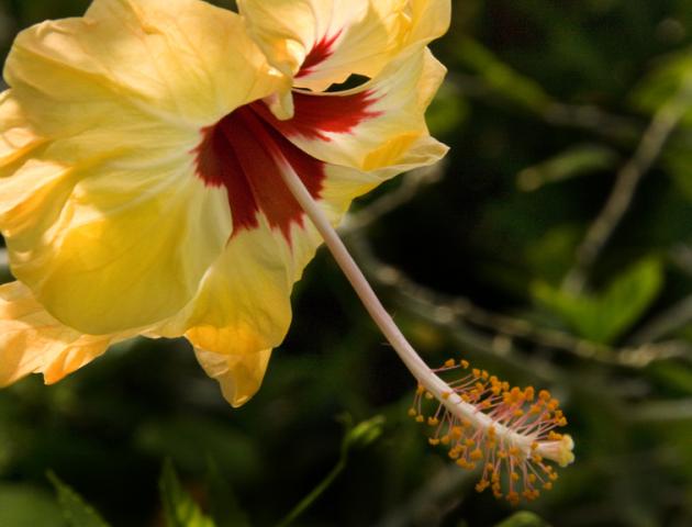 hibiscus1b.jpg
