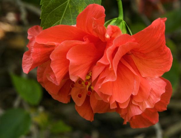 hibiscus2b.jpg